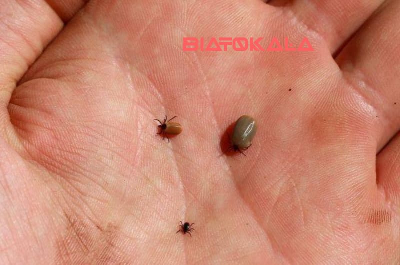 آِیا بیماری از کنه ها منتقل میشود؟